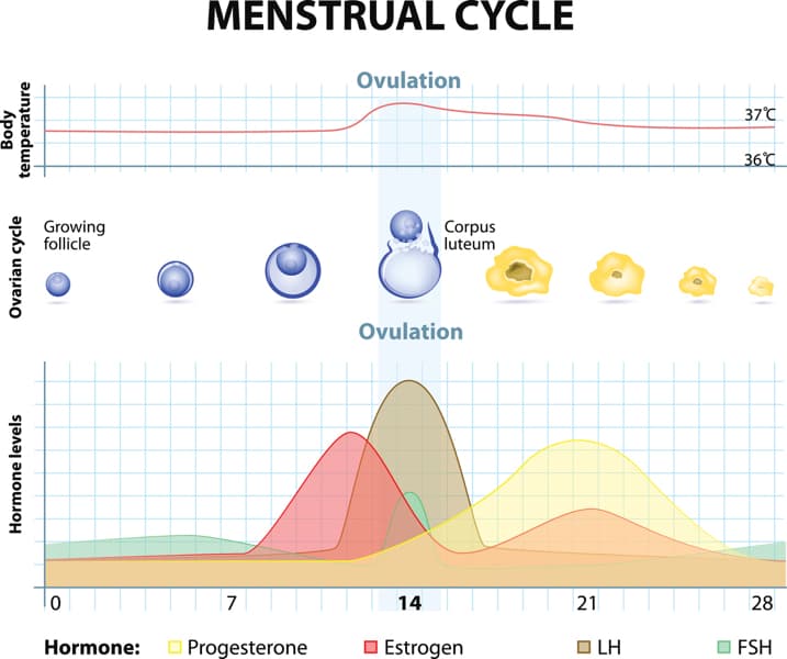 Menstrual Cycle and Fertility
