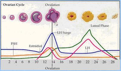 28 day menstrual cycle chart 28 days menstrual cycle chart