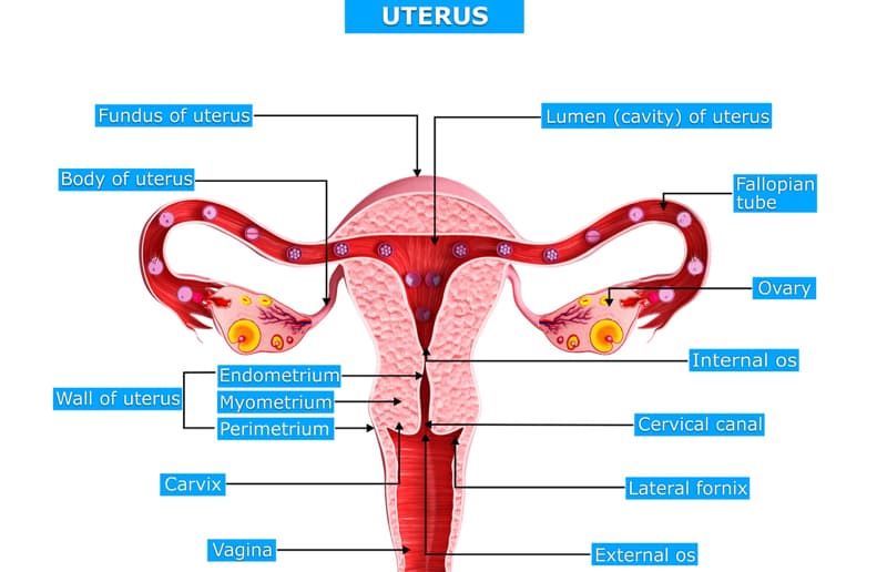 Female Reproductive System