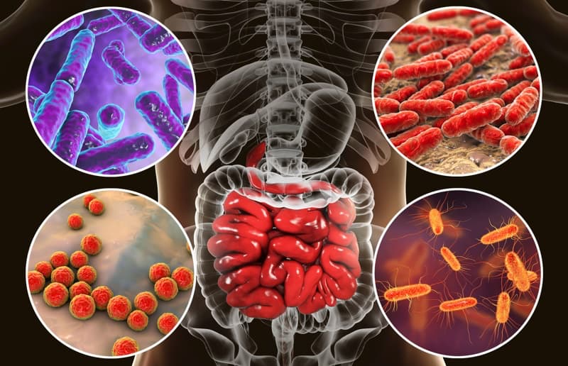 Intestinal microbiome, bacteria colonizing small intestine