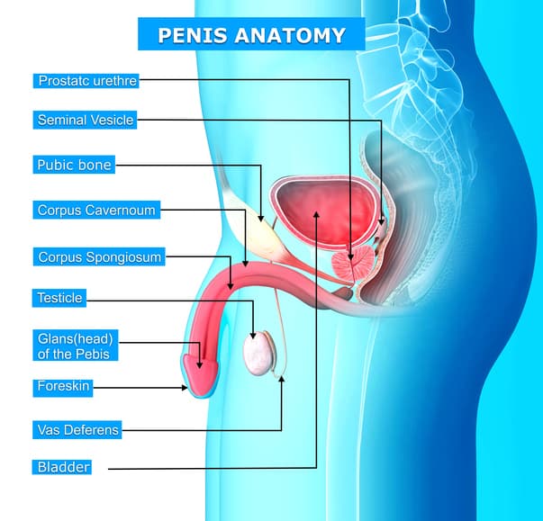 Male Reproductive System