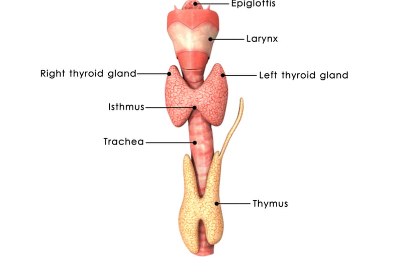 Thyroid Gland